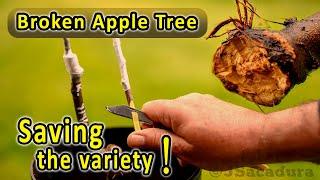 Grafting Fruit Trees | Broken Apple Tree – How do I save the fruit variety?