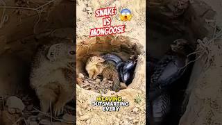 Snake vs Mongoose  #snakevsmongoose #animalshorts #shortsvideo