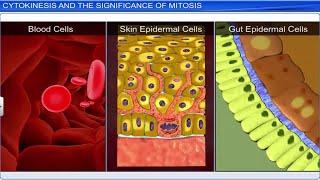 CBSE Class 11 Biology || Cell Cycle and Cell Division || Full Chapter || By Shiksha House