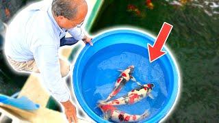 I got ACCESS to SPECIAL KOI FISH that normally remain CLOSED to the public. (Future Champions!!)