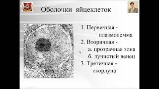 Лекция №2. Общая эмбриология. Лекции по гистологии.