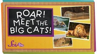 Roar! Meet the Big Cats! | Animal Science for Kids