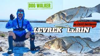 Magnificent surface seabass legendary WTD bass fake bass fishing