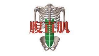 腹直肌 Rectus abdominis