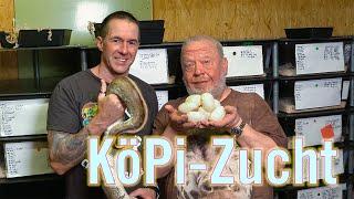 BESUCH BEIM KÖPI-ZÜCHTER | ZUCHT- UND BRUTVERHALTEN VON KÖNIGSPYTHONS | ZOO ZAJAC