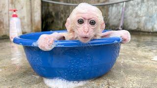 Monkey Poor loves to bathe and play with soap bubbles!
