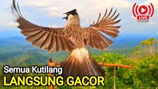 Suara pikat Burung Kutilang Gacor