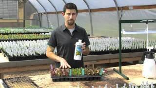 Seedling Care Instructional Video from Territorial Seed Company