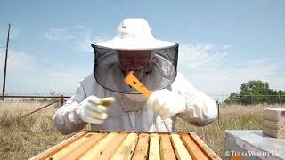 "And congratulations to the bees:" EPA applauds Superfund Site that now hosts pollinators