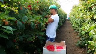 Fast way of Picking Raspberries!