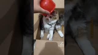 funny moments with cats