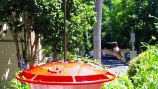 Slow-motion Hummingbird at Charlotte Nature Museum