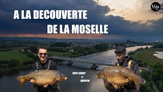 A la découverte de la MOSELLE: Pêche de la carpe en rivière