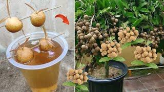 Best Idea how to grow Longan tree from longan fruit with water