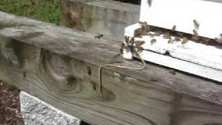 Honey bees removing a rubber band from the hive