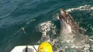 Humpback whale rescued from net off Australia's Gold Coast