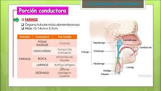 VIDEO REPASO SISTEMA RESPIRATORIO - Cotamania