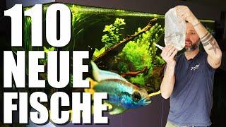 Kompletter Erstbesatz!!! Christians 880Liter Süßwasseraquarium bekommt neue Fische!!!