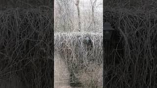 А Вы увидели дятла?
