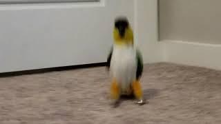 Izzy, the Caique, doing the Moonwalk, Jumping, and Hopping!!!