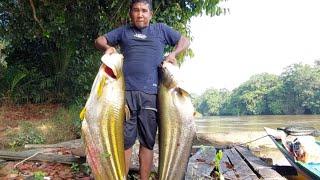 MACAM DAPAT BUAYA.....TARIKANNYA BIKIN BASAH BADAN BANG ANTON.#bigfish #ikanpredator  #tajur