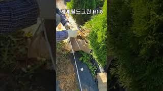  조경수 추천! 에메랄드그린 H1.0 