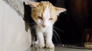 CARA MEMBERSIHKAN TELINGA KUCING YANG SAKIT DENGAN MUDAH DAN MENGOBATI TELINGA KUCING KARENA TUNGAU