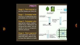 Dr  K  Surendirakumar Protoplast culture