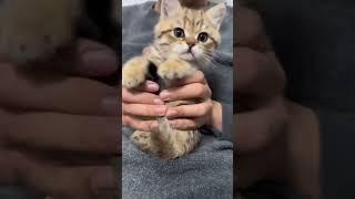 Ти ка То 10 Funny Cats