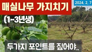 매실나무 가지치기 (1~3년생) #전지/수형잡는 방법 #매실나무 동계전정