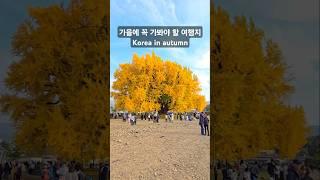 가을에 꼭 가봐야 할 여행지 11월 국내여행지 | Korea Travel in Autumn