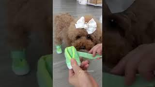 Unboxing dog shoes!(2) Use 'CHIFFON15' to save on Rifrufqueens #shorts #dog #dogshoes