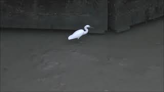 Little Egret Egretta garzetta fishing in near darkness at the Mar Dyke sluice gate, Purfleet