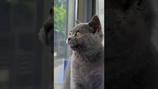 Котя Говорун #shorts #funny #cute
