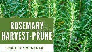 How to Harvest Rosemary | Prune Rosemary | Herb Garden