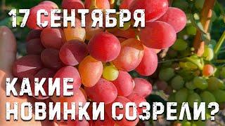 Ранние и ранне-средние сорта винограда!