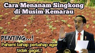 Cara Menanam Singkong di Musim Kemarau yang Baik dan Benar