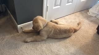 Golden Retriever Puppy Pounces on Door Stopper - 1003790