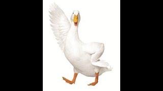 Aflac Benefits - Life, Accident, Cancer/Critical Illness, Hospital & Dental Supplement