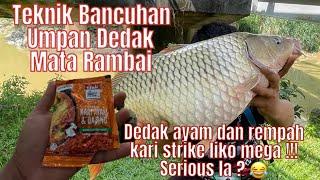 FISHING BAIT | TEKNIK BANCUHAN UMPAN DEDAK MATA RAMBAI, sambil Pancing IKAN BESAR di spot SG LANGAT.