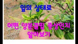 잎을 통해 알아보는 특정 원소결핍(양분결핍)  1 - 철분결핍 (Learn about lack of specific elements through leaves)