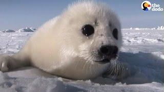 Canada's Seal Hunt: Five Myths That Simply Aren't True | The Dodo