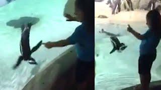 Penguin Plays With 5-Year-Old Girl at New Jersey Aquarium