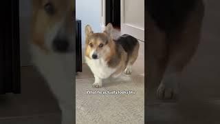 What My Corgi Thinks He Looks Like Vs Reality