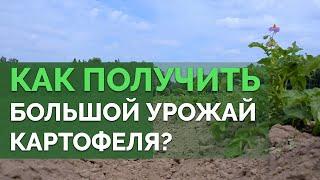 Как вырастить отличный картофель? | Технология изобилия