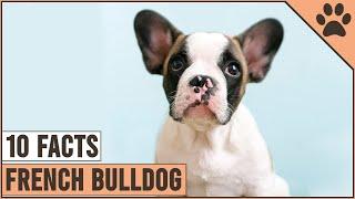 French Bulldog - Top 10 Facts | Dog World