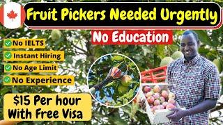 Fruit Pickers Needed Urgently In Canada With FREE Visa Sponsorship In 2023