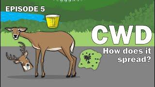 CWD Series Episode 5 - How does CWD spread?