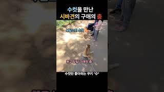 수컷 친구를 만났을 때 추는 시바견 쿠키의 구애의 춤  #시바견