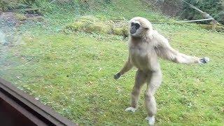 Funny Gibbon Intrigued by Guide Dog in Zoo